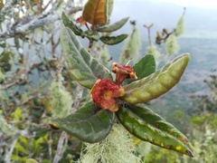 Eugenia tinifolia
