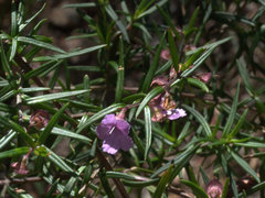 Prostanthera scutellarioides