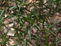 Prostanthera scutellarioides
