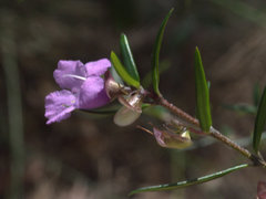 Prostanthera scutellarioides