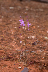 Arthropodium dyeri