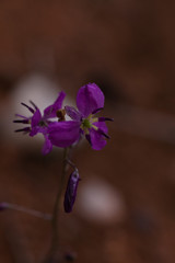 Arthropodium dyeri