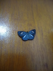 Pythonides lancea