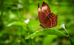 Abisara saturata