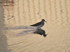 Tringa glareola