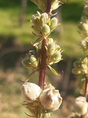 Asphondylia verbasci