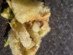 Asphondylia verbasci