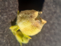 Asphondylia verbasci