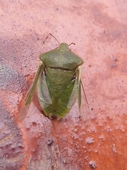 Nezara viridula