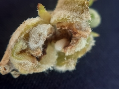 Asphondylia verbasci