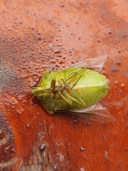 Nezara viridula