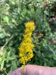 Solidago virgata