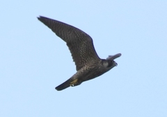 Falco peregrinus brookei