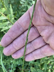Solidago virgata