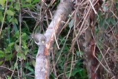 Turdus amaurochalinus