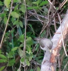 Turdus amaurochalinus