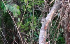 Turdus amaurochalinus
