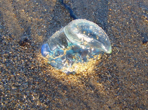 photo of Portuguese Man O' War (Physalia physalis)