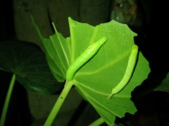Eupanacra
