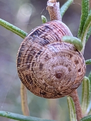 Xerosecta reboudiana