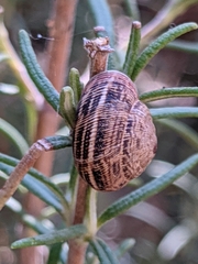 Xerosecta reboudiana