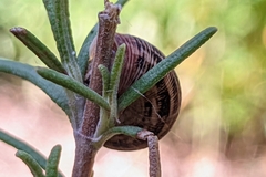 Xerosecta reboudiana