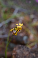 Diuris suffusa