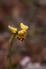 Diuris suffusa