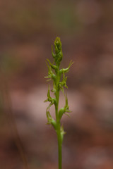 Prasophyllum gracile