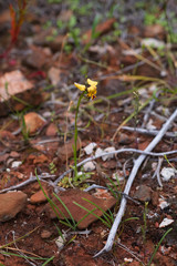 Diuris suffusa