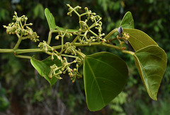 Cissus vinosa