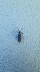 Polemius denticornis