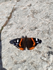 Vanessa atalanta