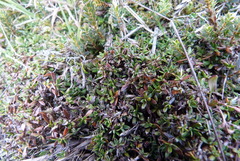 Coprosma atropurpurea