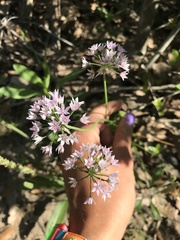 Allium drummondii