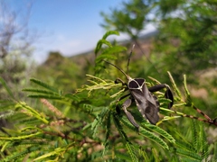 Petascelis remipes