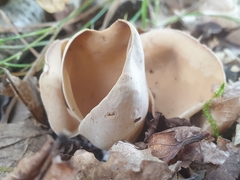 Otidea alutacea