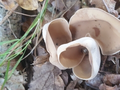 Otidea alutacea