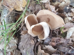 Otidea alutacea