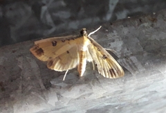 Eulepte