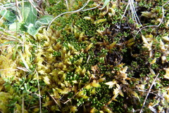 Coprosma atropurpurea