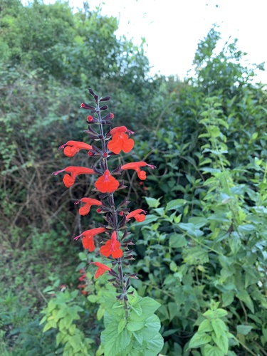 Salvia coccinea