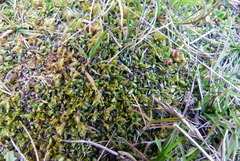 Coprosma atropurpurea