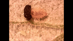 Cassida sphaerula