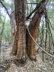 Eucalyptus microcorys