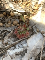 Drosera hyperostigma