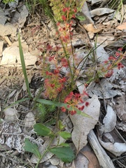 Drosera stolonifera