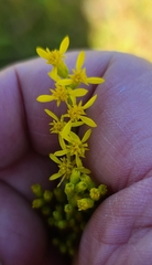 Solidago virgata