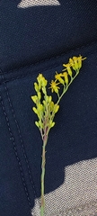 Solidago virgata