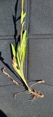 Solidago virgata